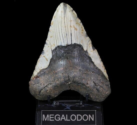 Huge, Megalodon Tooth - North Carolina #66100